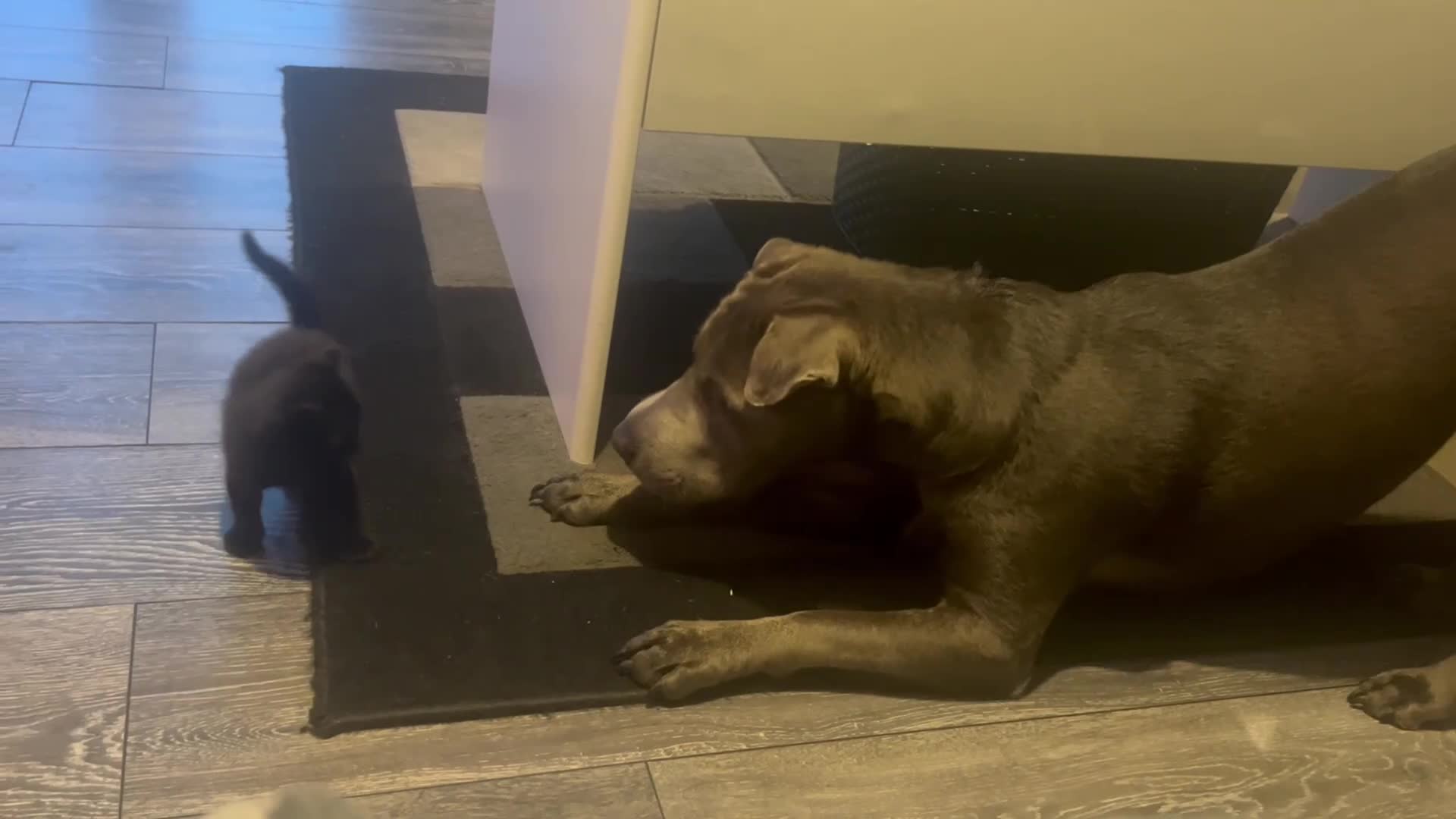 Mixed Breed cats for sale: 2x male kittens - Video 2