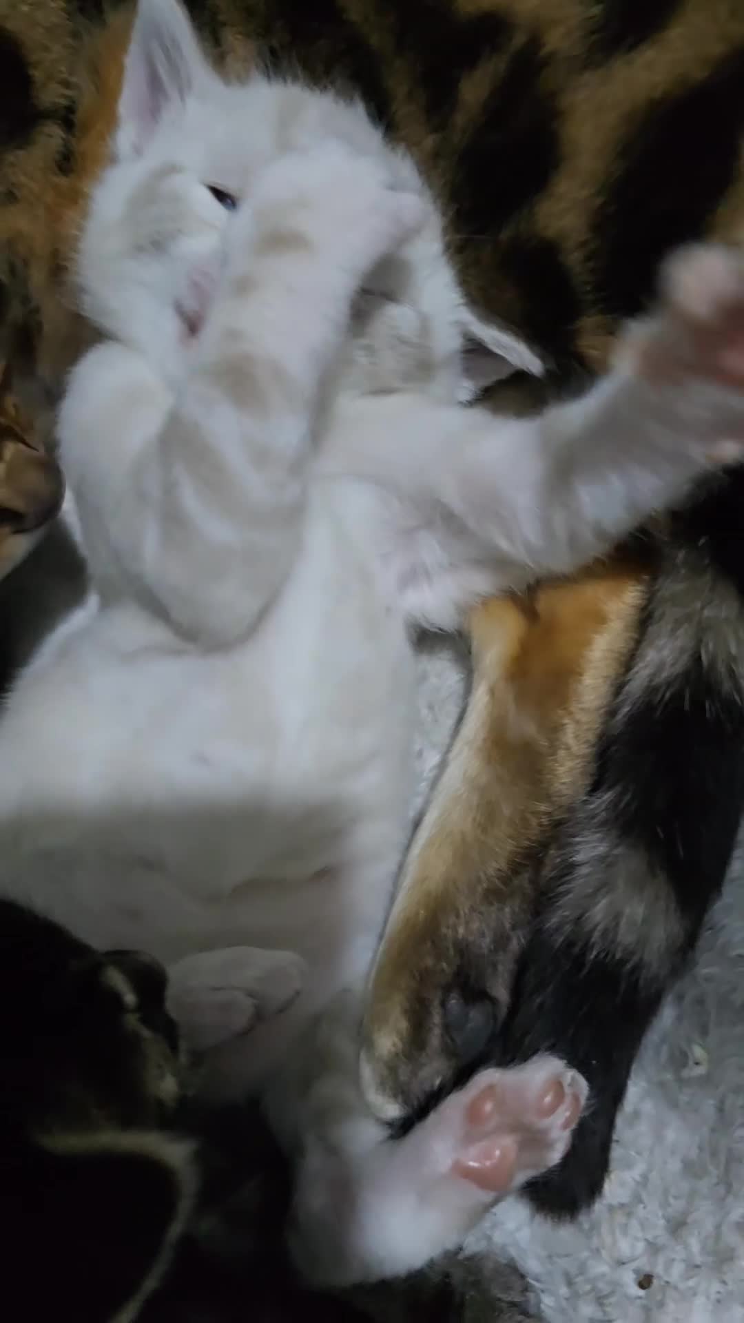 Bengal cats for sale: BENGAL CROSS BLUE BENGAL  - Video 2