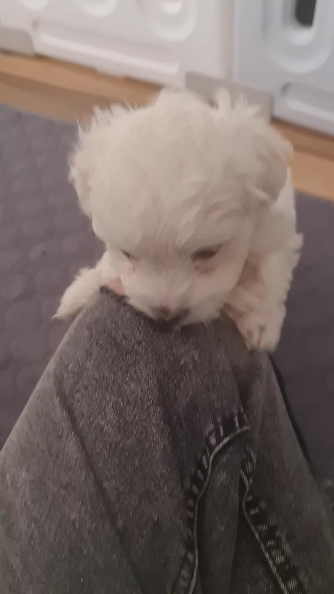 Bichon Frise dogs for sale: Gorgeous bichion frize puppies  - Video 4