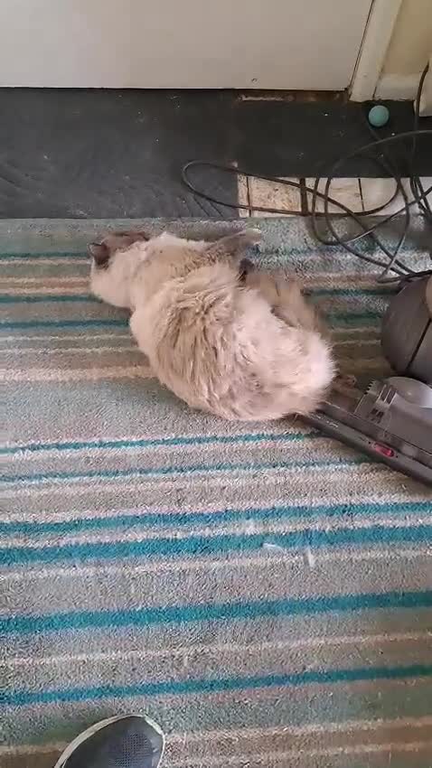 Ragdoll cats for sale: Bluepoint Ragdoll - Video 1