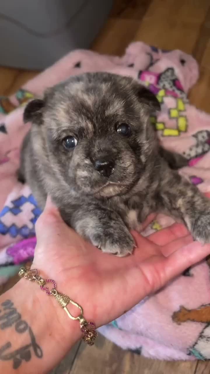 Mixed Breed dogs for sale: Pugitka  in Middlesbrough - Video 1