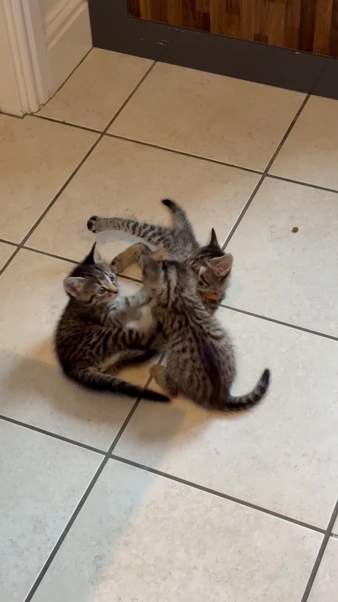 Mixed Breed cats for sale: Half ragdoll half silver bengal  - Video 1