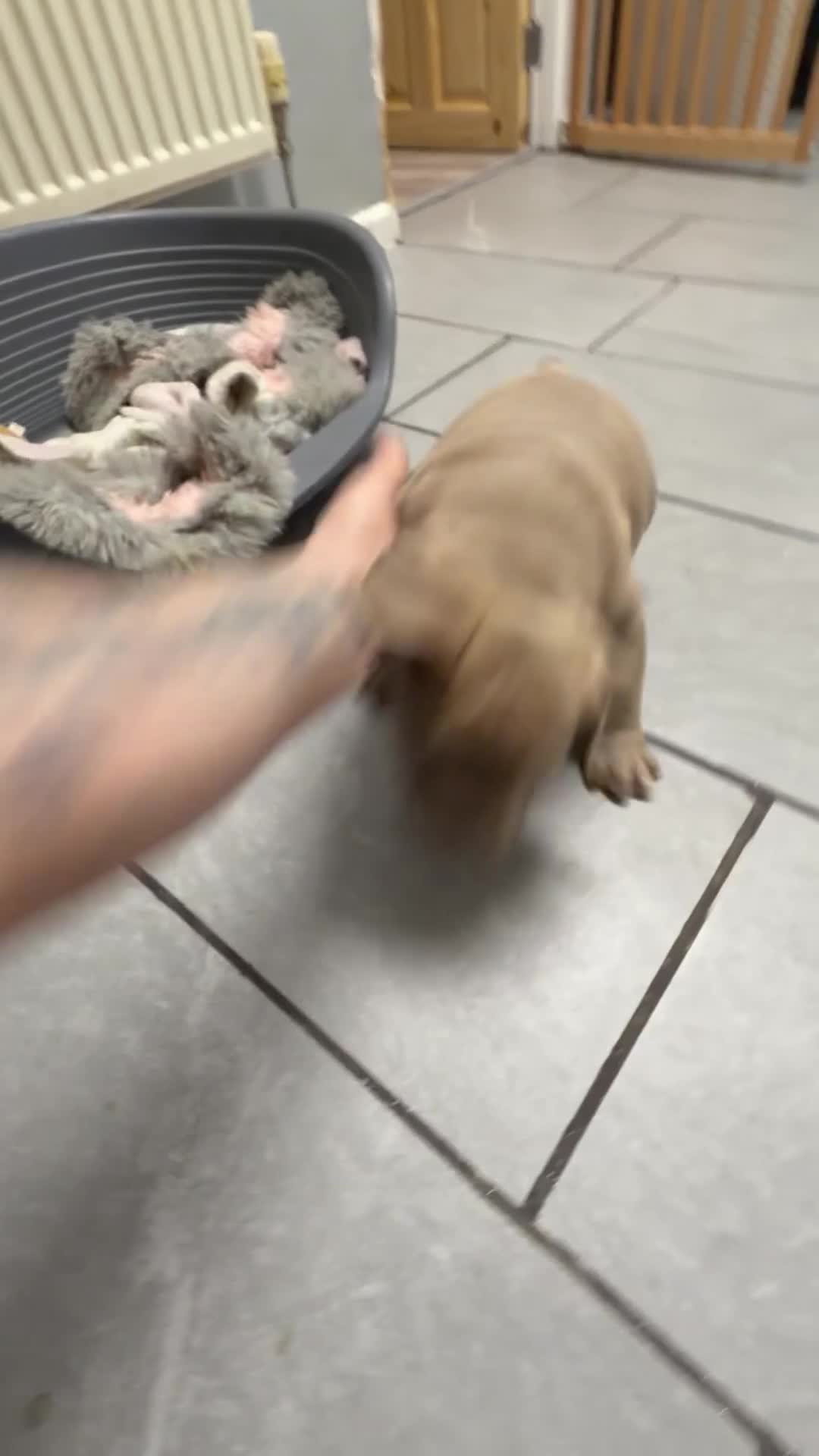 American Bully dogs for sale: American pocket bully 11weeks old  - Video 2
