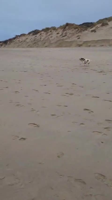 Brittany Spaniel dogs for adoption: Ronnie, 3-year old Brittany male - Video 1