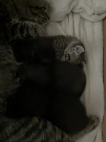 Bengal cats for sale: Beautiful Kittens 🐈‍⬛  - Video 1