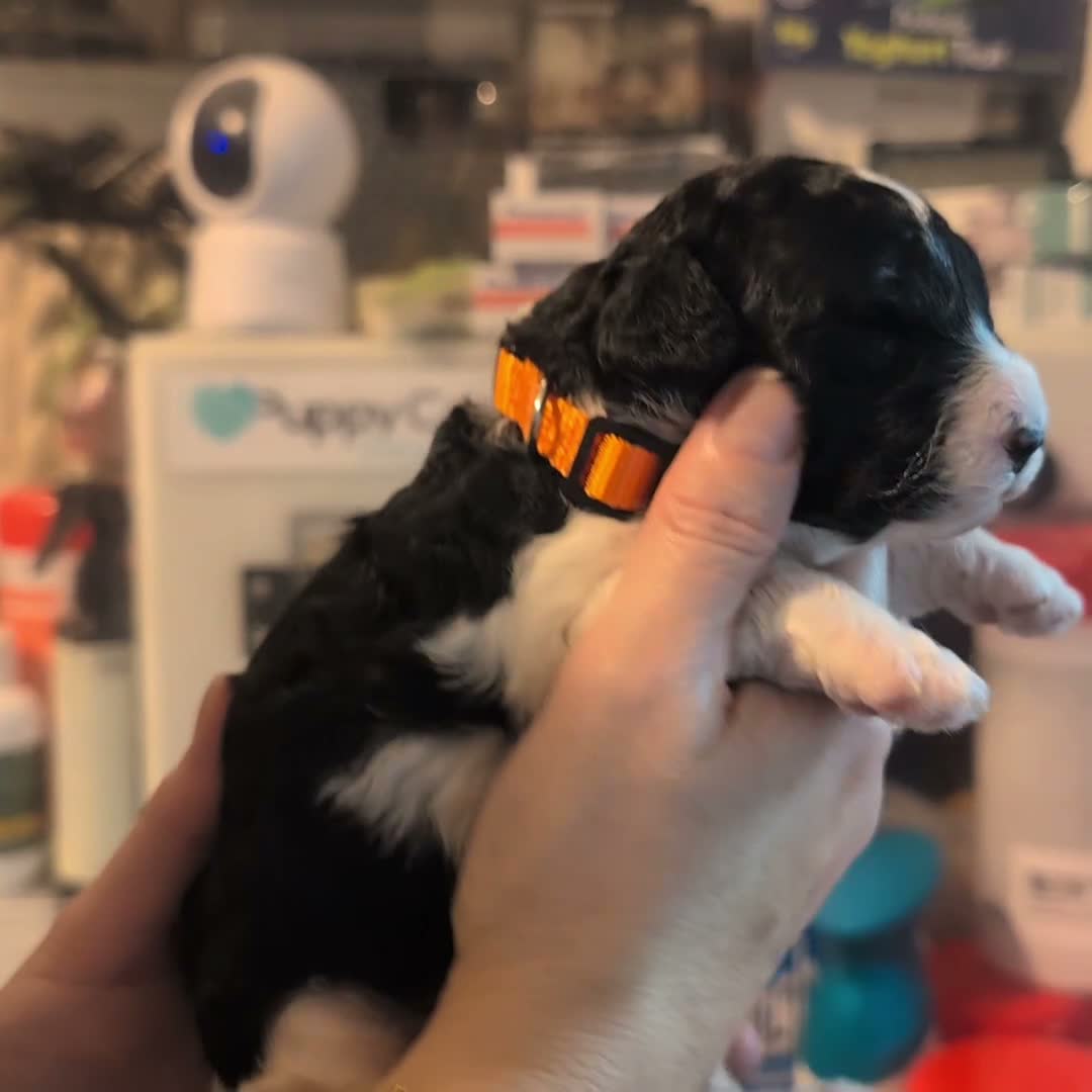 Cavapoo dogs for sale: Stunning Markings F1B Toy Cavapoo puppies  - Video 2