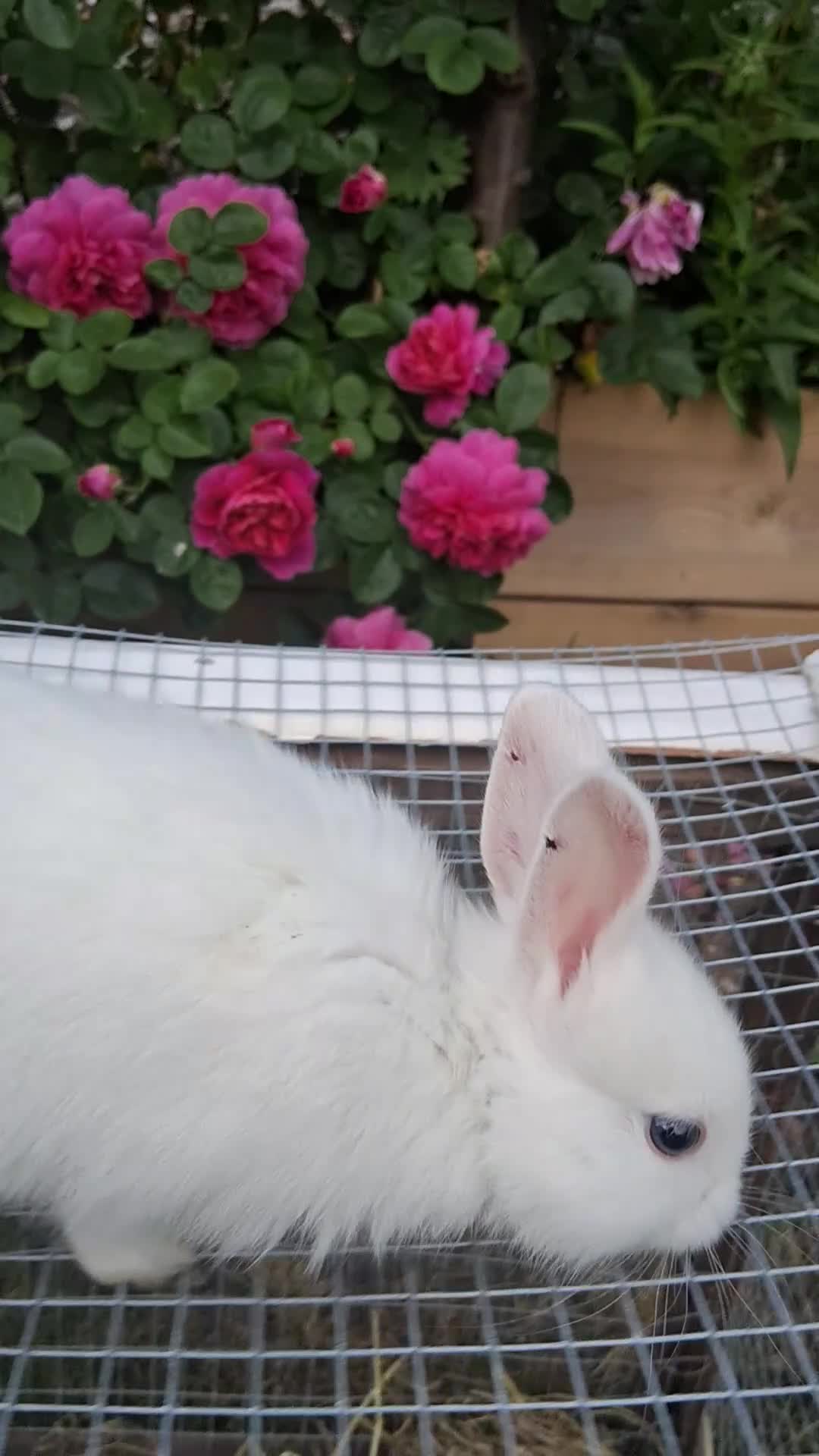Mixed Breed rabbits for sale: Rabbits mixed - Video 3