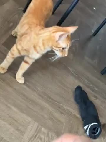 Mixed Breed cats for sale: Simba - Video 1