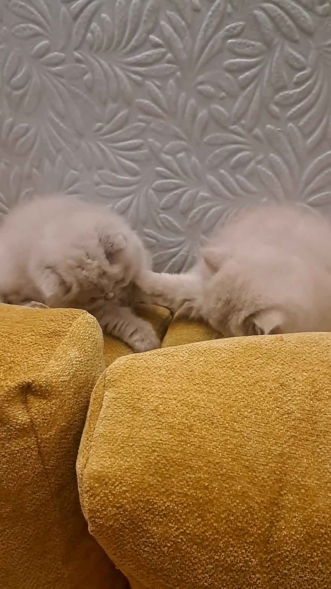 British Longhair cats for sale: Chunky BLH&BSH kittens. PETS ONLY - Video 1