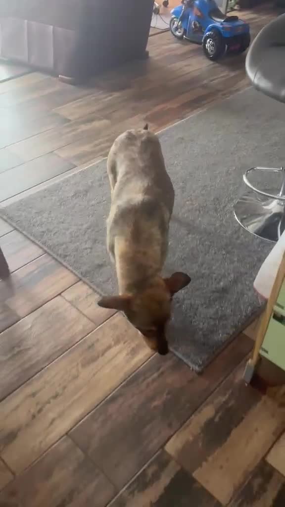 Mixed Breed dogs for adoption: Cute Bella looking for LOVE - Video 4