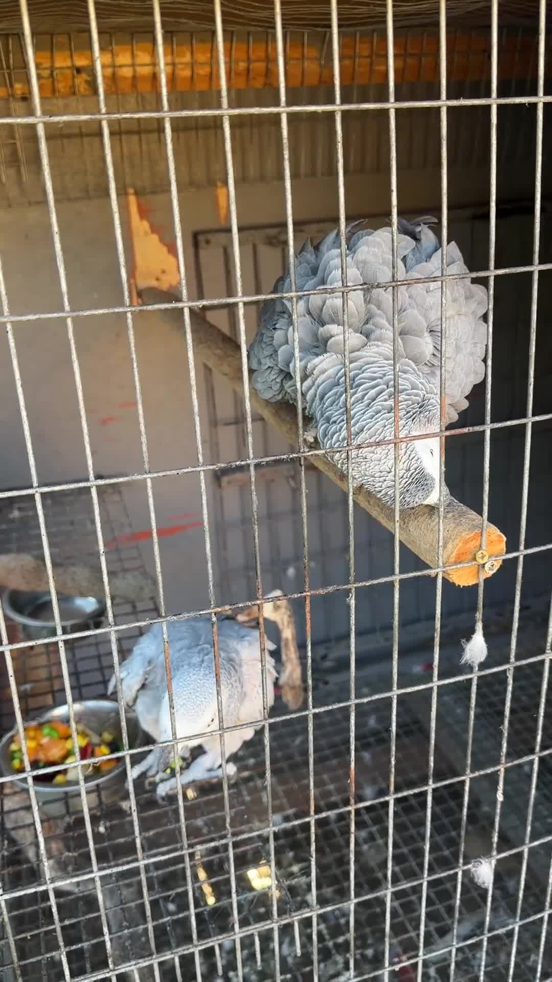 Parrots birds for sale: Breeding pair African greys - Video 2