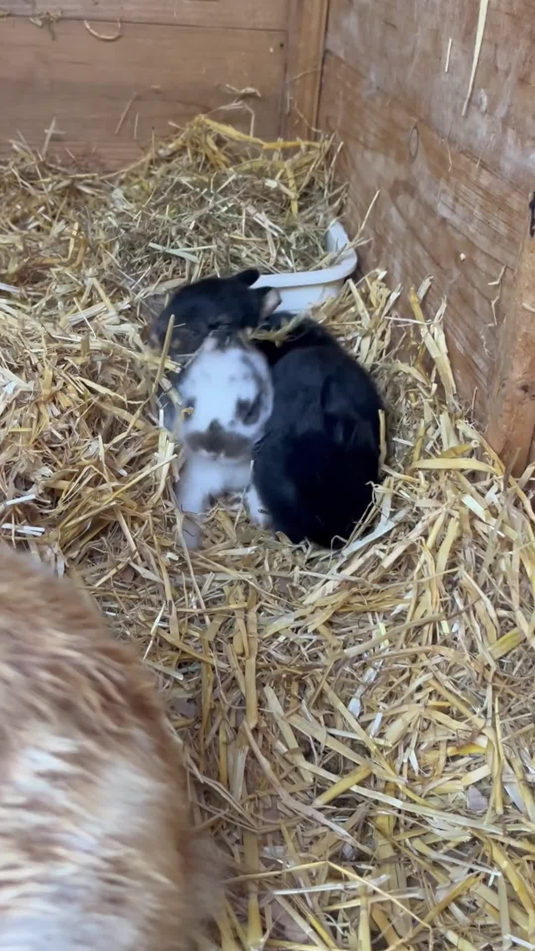 Mini Lop rabbits for sale: Mini lop kits for sale  - Video 1