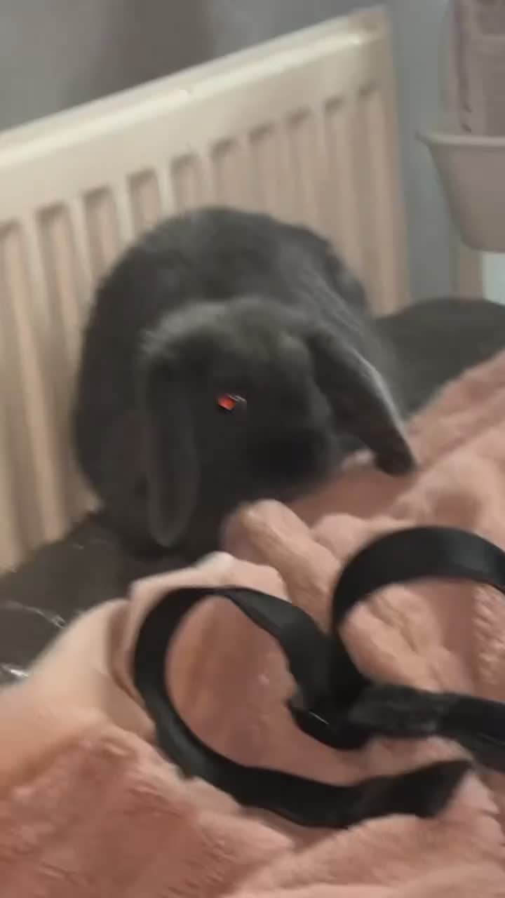 Mini Lop rabbits for sale: Two sisters mini lop must be sold together  in Alfreton - Video 1
