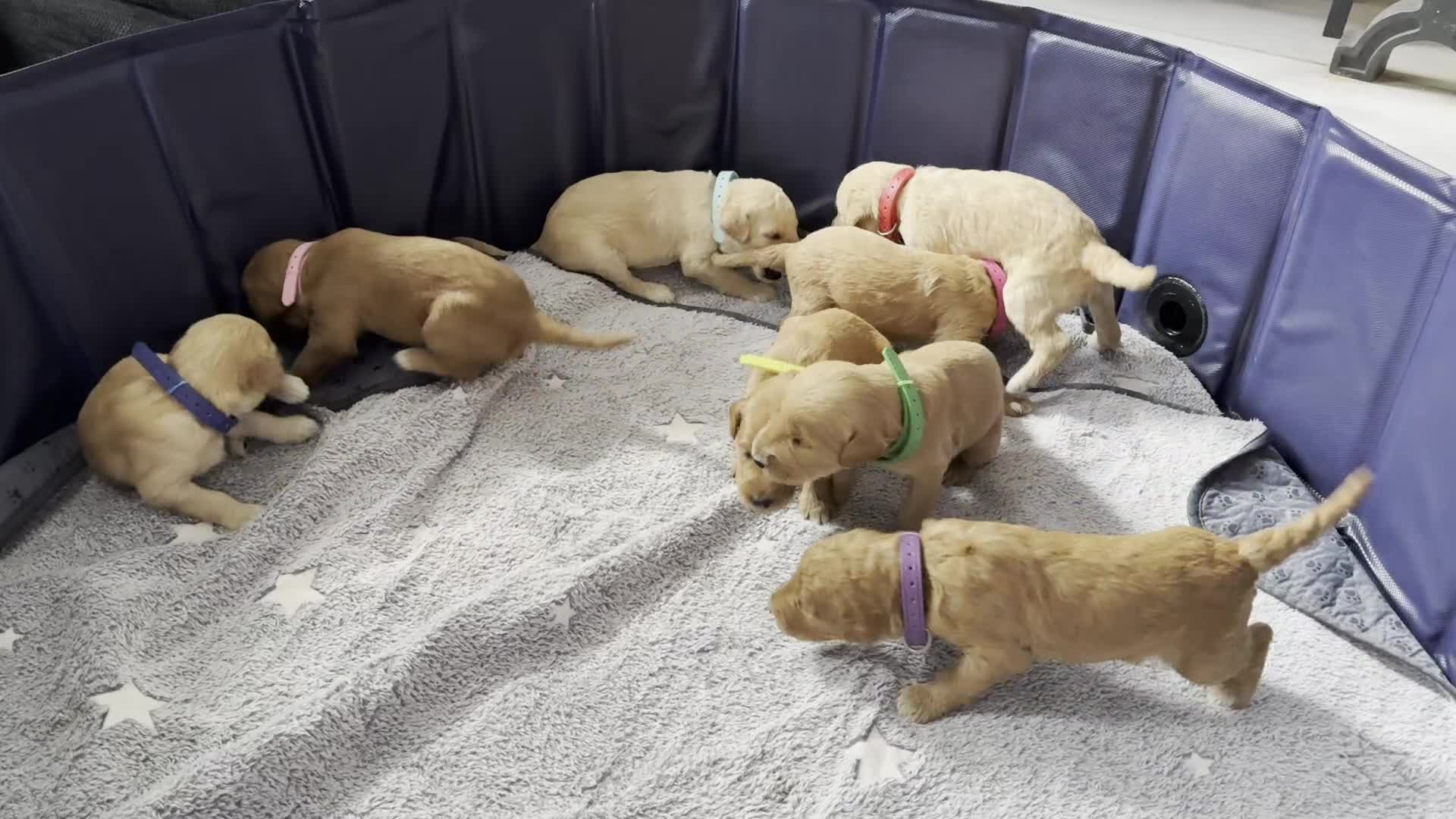 Goldendoodle dogs for sale: F1B Goldendoodle Puppies from a Therapy Dog - Video 1