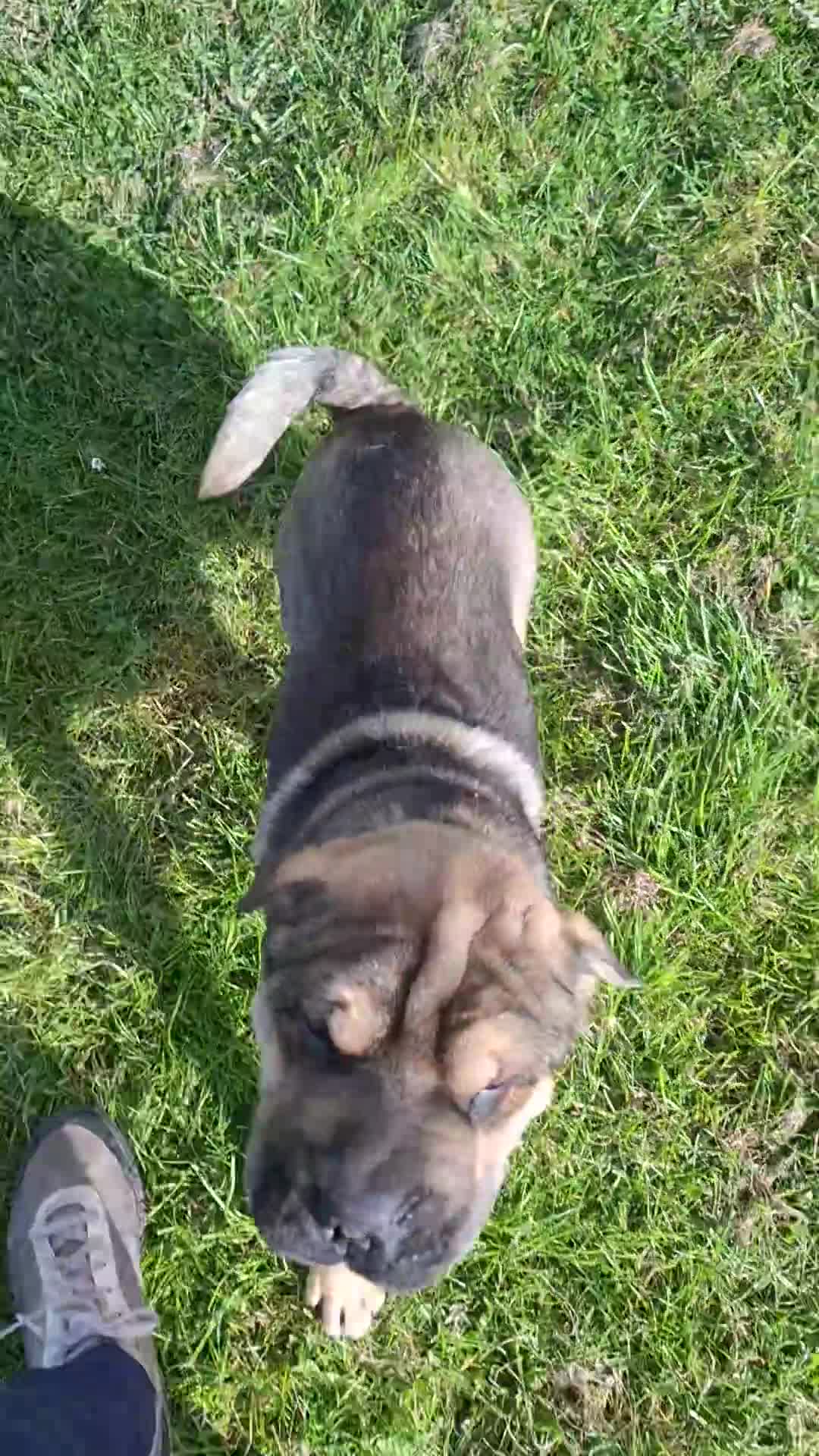 Mixed Breed dogs for sale: Jack Russell Terrier - Rus-A-Pei - Video 1