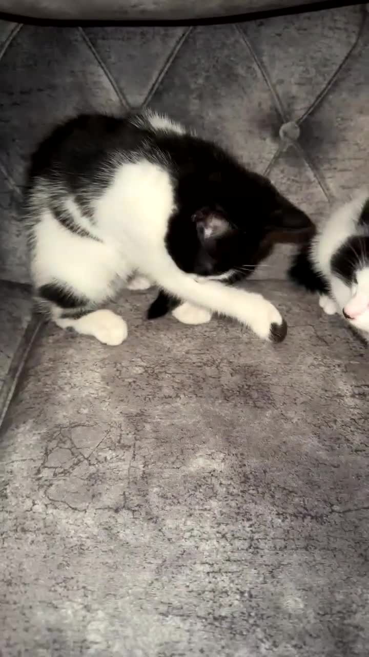 British Shorthair cats for sale: 2 lovely black and white shorthairs - Video 2