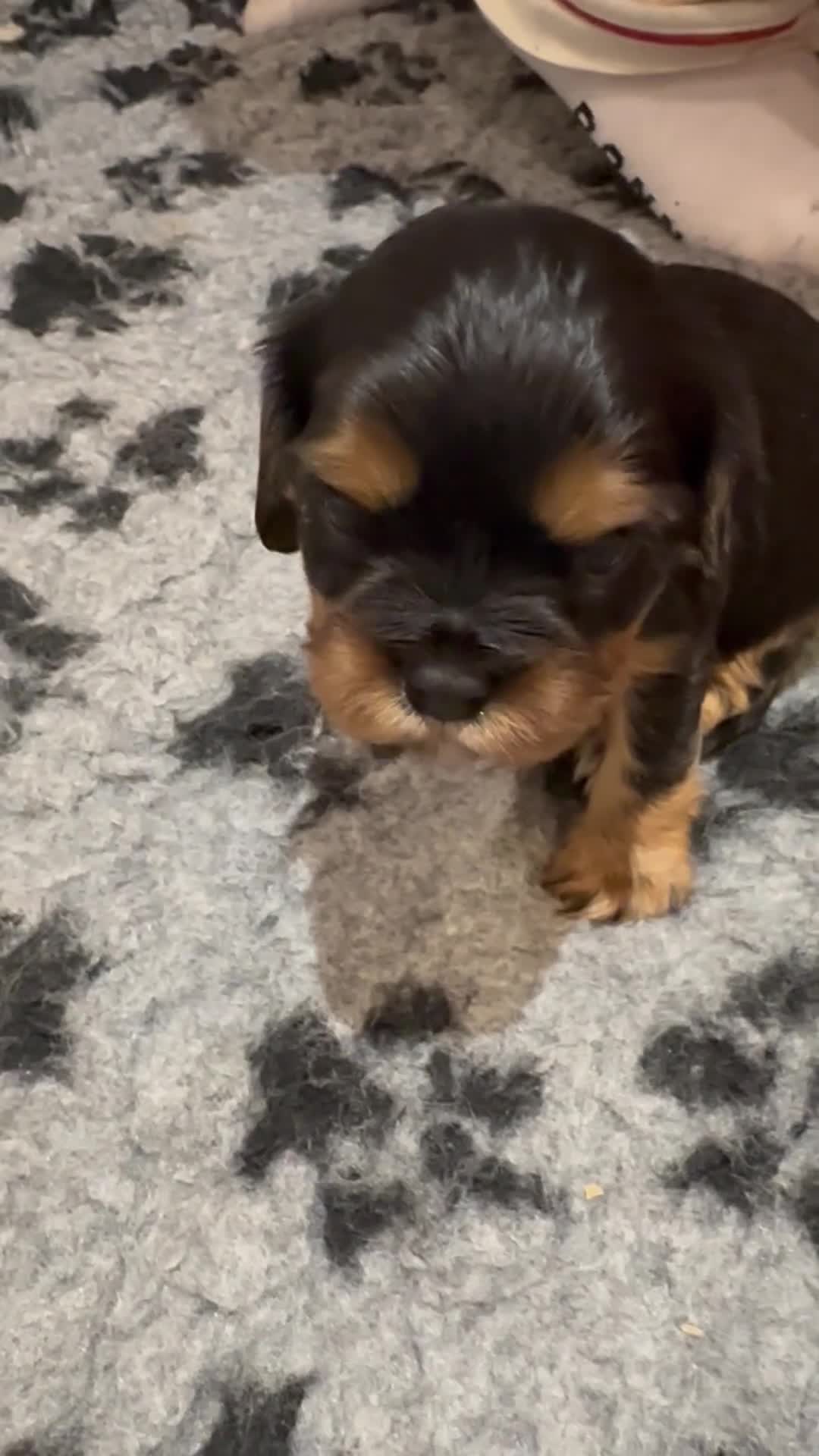 Cavalier King Charles Spaniel dogs for sale: Pure breed cavalier King Charles puppies - Video 2