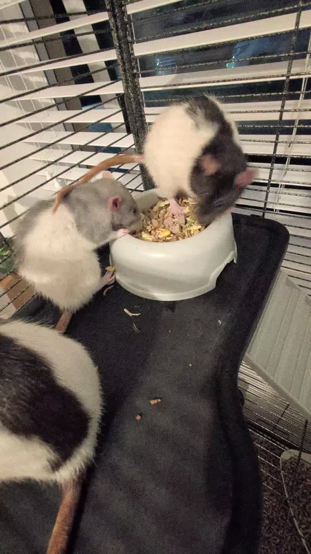 Rat rodents for sale: 3 adorable female Dumbo fancy rats for sale  in Cambridge - Video 1