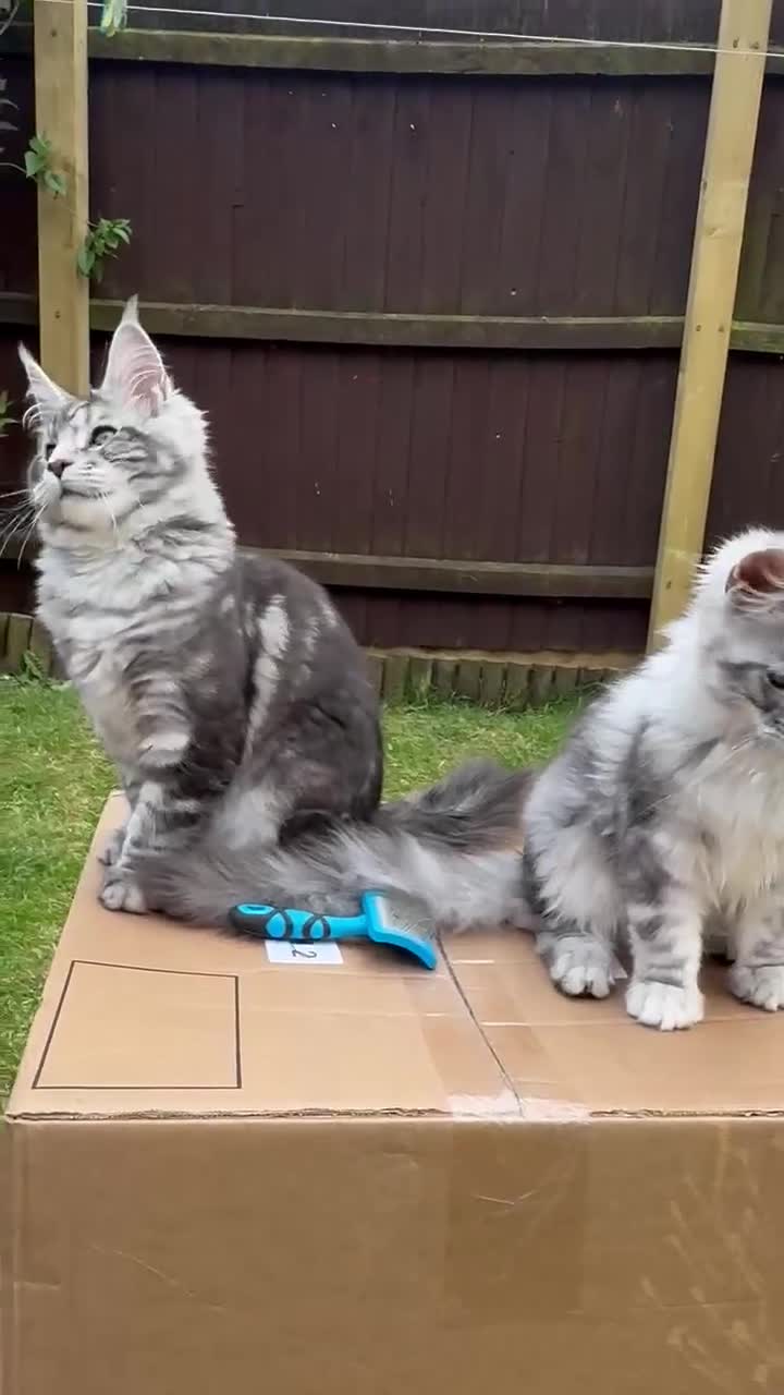 Maine Coon cats for sale: 6 STUNNING PEDIGREE TICA REG MAINE COON KITTENS - Video 2