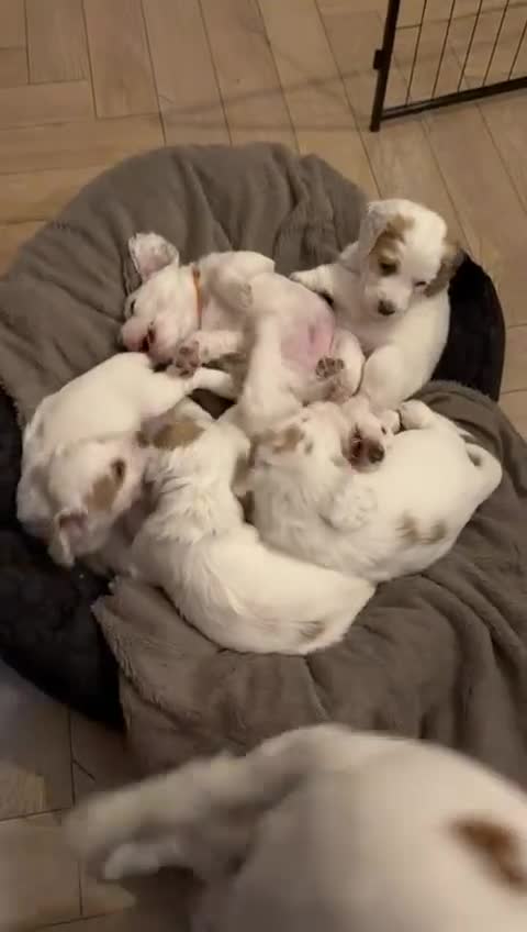 Cocker Spaniel dogs for sale: Cocker Spaniel Puppies - Video 2