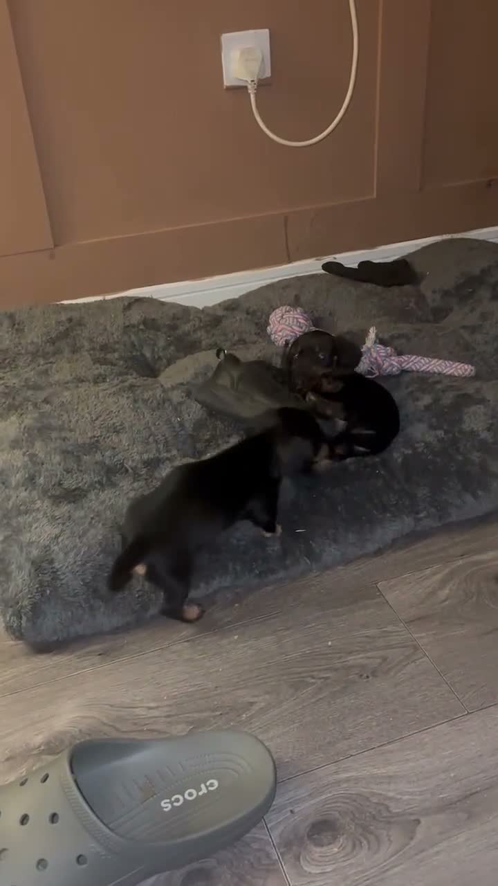 Miniature Dachshund dogs for sale: One minature female available for forever home in Southam - Video 1