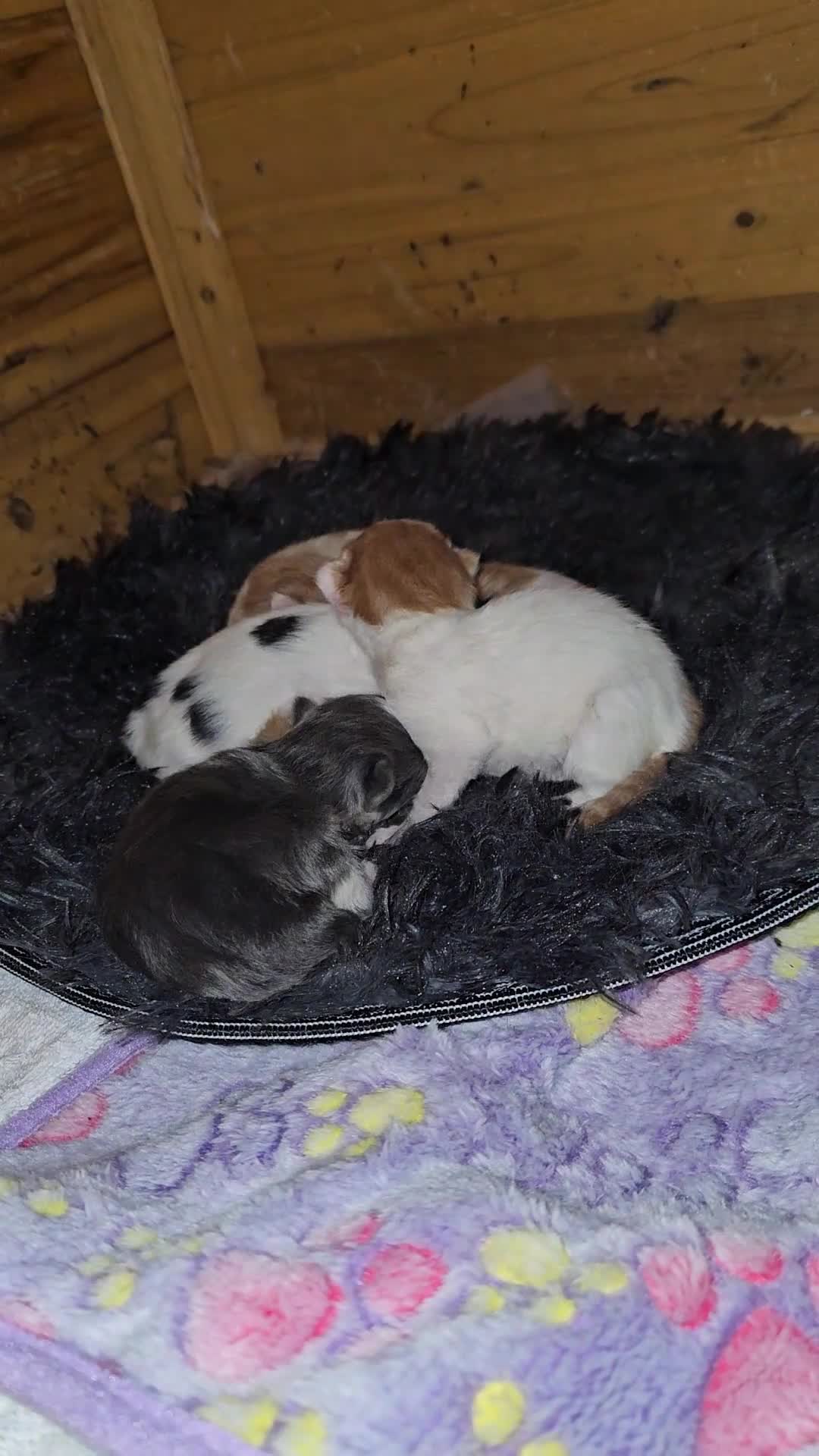 Persian cats for sale: Lovley half perian  - Video 2