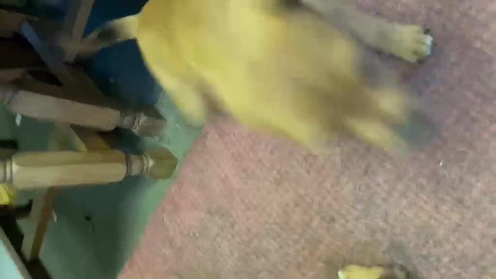 Mixed Breed dogs for sale: Jack Russell x Plummer puppies for sale - Video 1