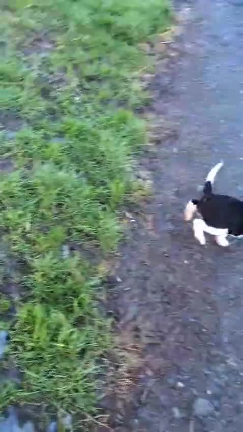 English Springer Spaniel dogs for sale: KC Registered Springer Spaniel Puppies  - Video 1