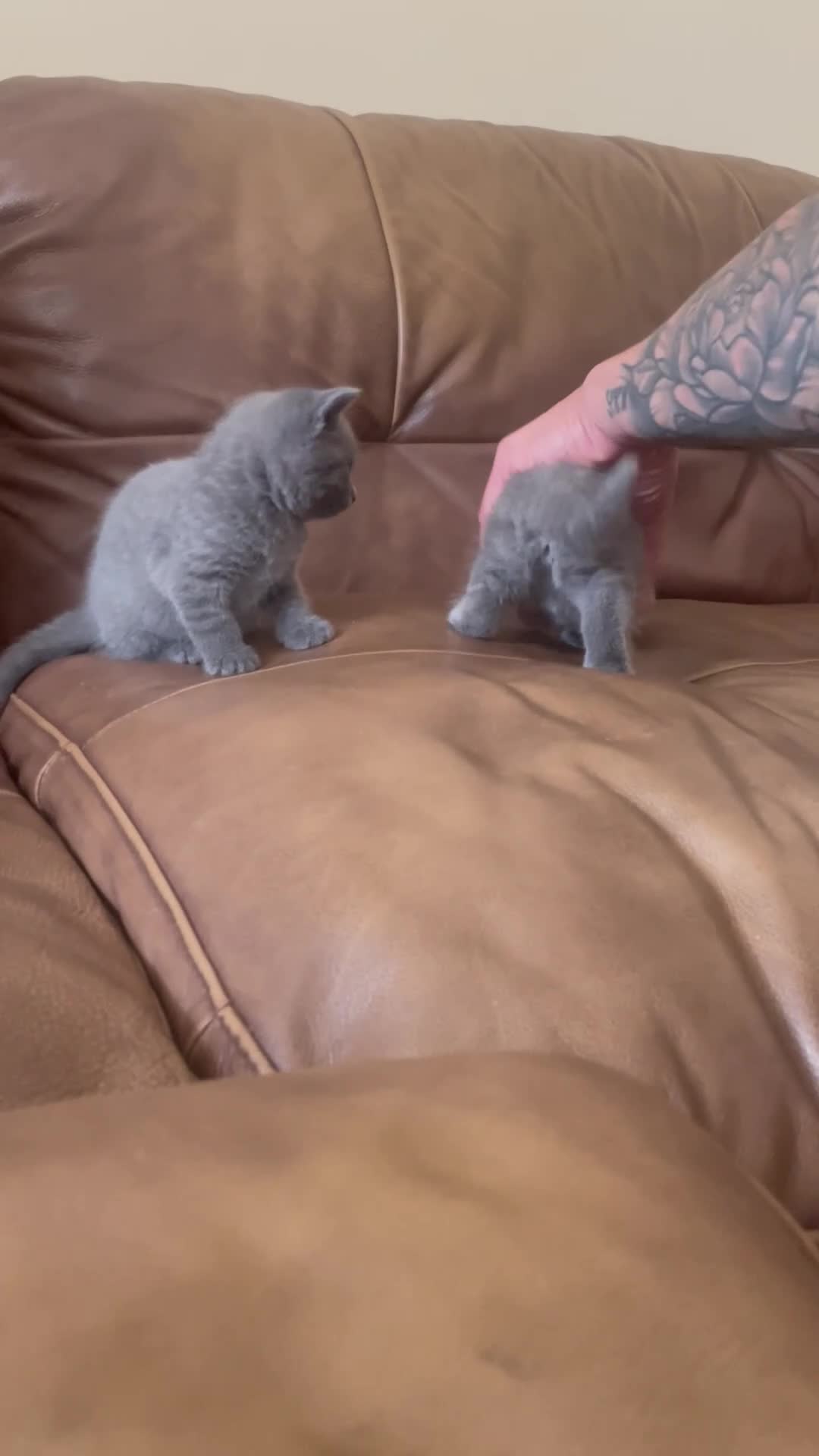 British Shorthair cats for sale: 4 British Shorthair kittens for sale in Preston - Video 1