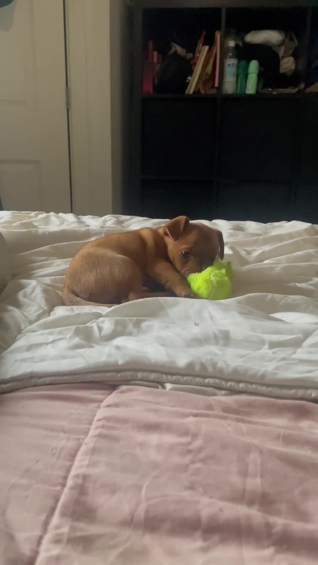 Jack Russell dogs for sale: Only 2 left 1 girl 1 boy Miniature Jack Russell  - Video 3