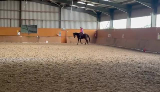 English Thoroughbred horses for sale: ROR eligible hunt/ event/ all rounder prospect - Video 1