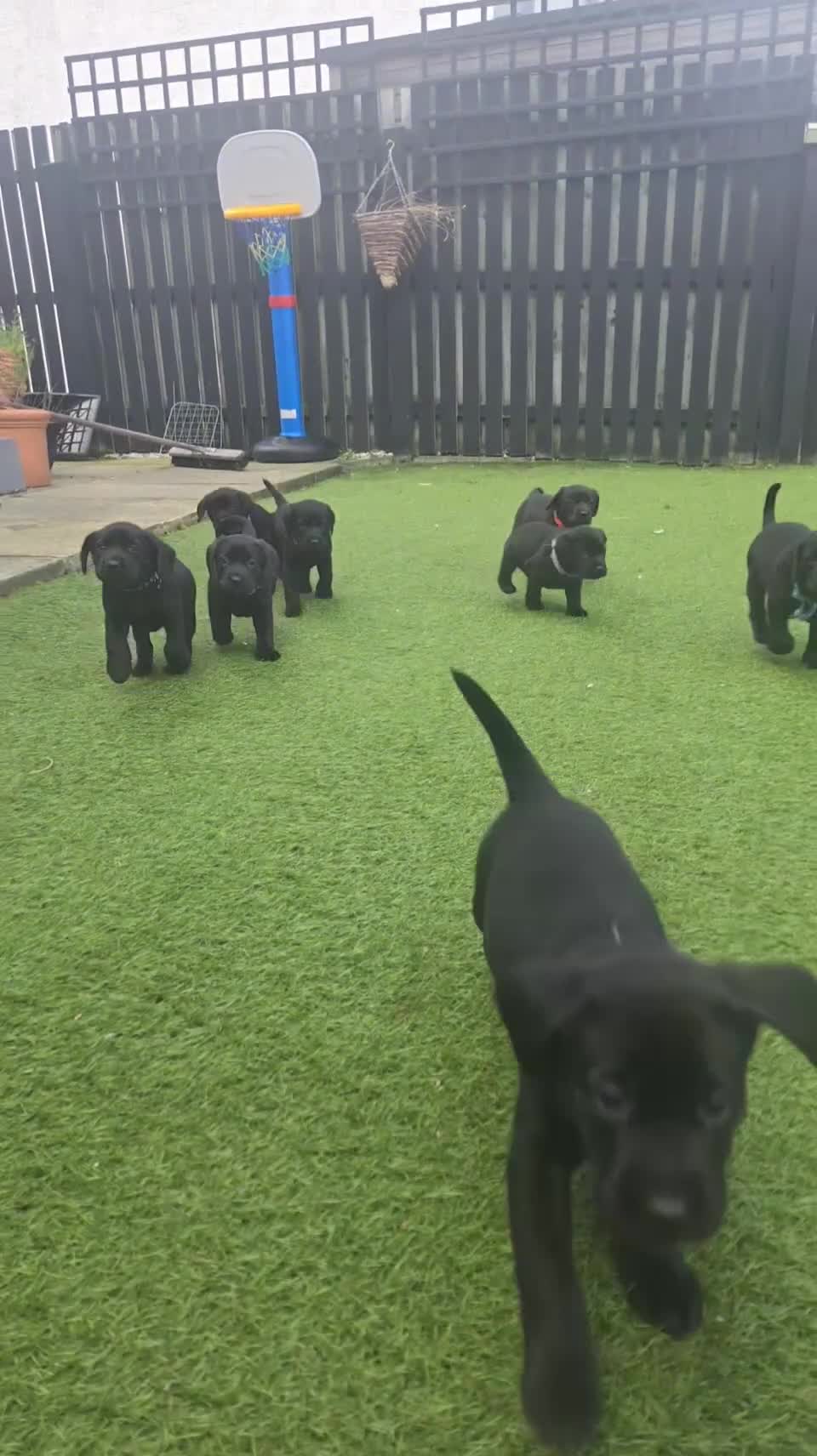Labrador Retriever dogs for sale: Black and chocolate labrador puppies - Video 1