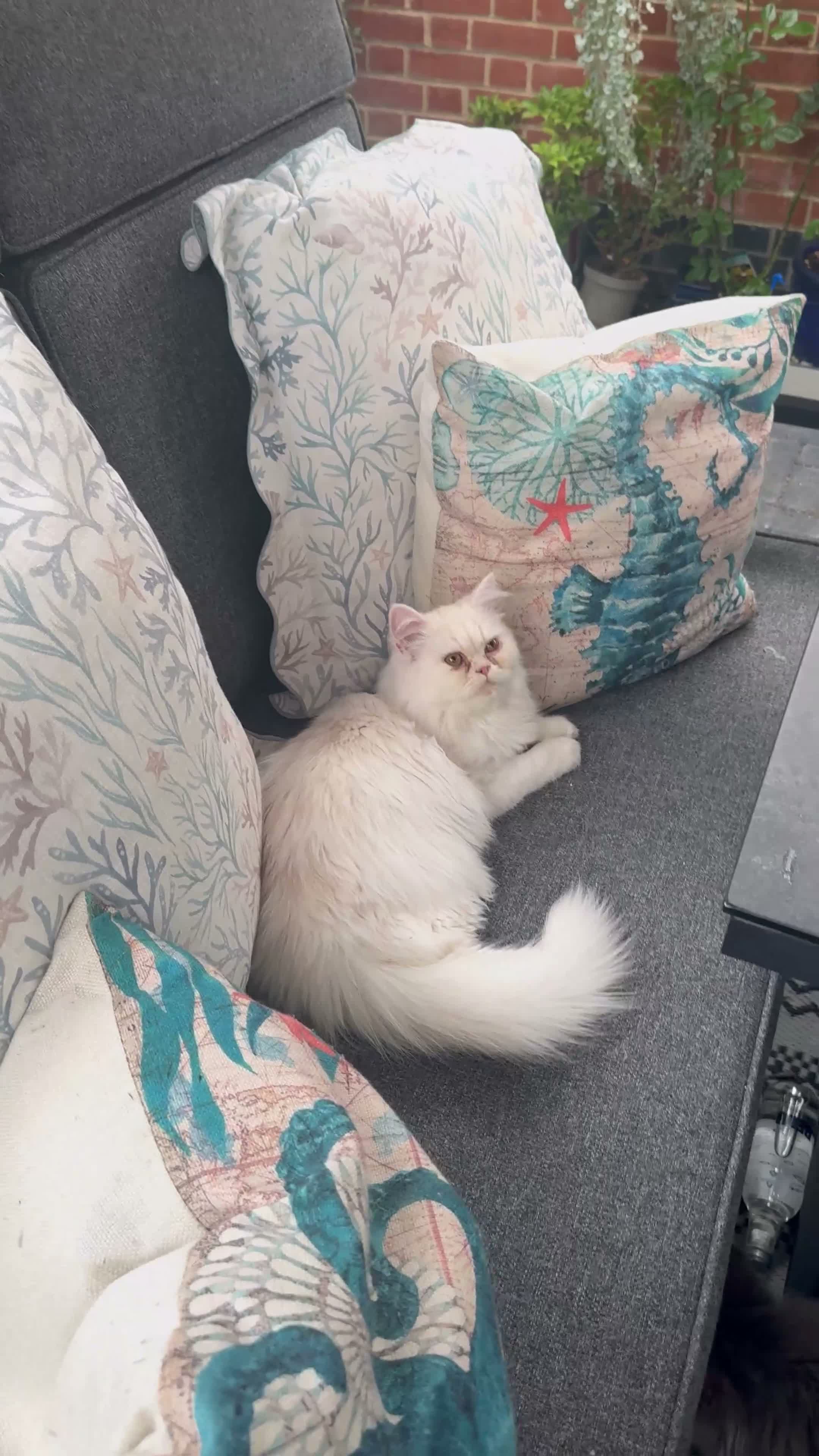 Persian cats for sale: Shaded Cameo Persian Kitten - Video 1