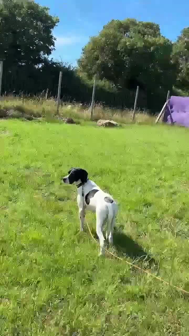 Mixed Breed dogs for adoption: 🌟 Sally’s Confidence is Growing Every Day 🌟 in Iver - Video 1