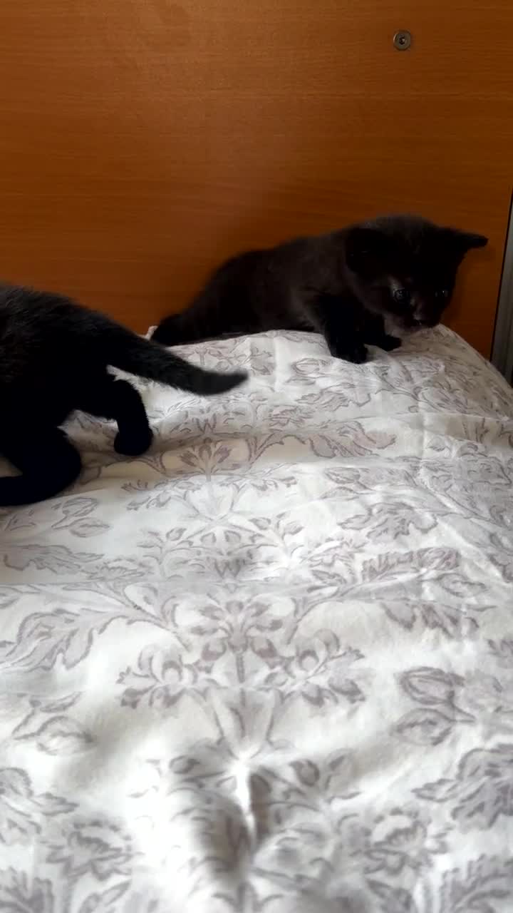 Mixed Breed cats for sale: Kittens - Video 1