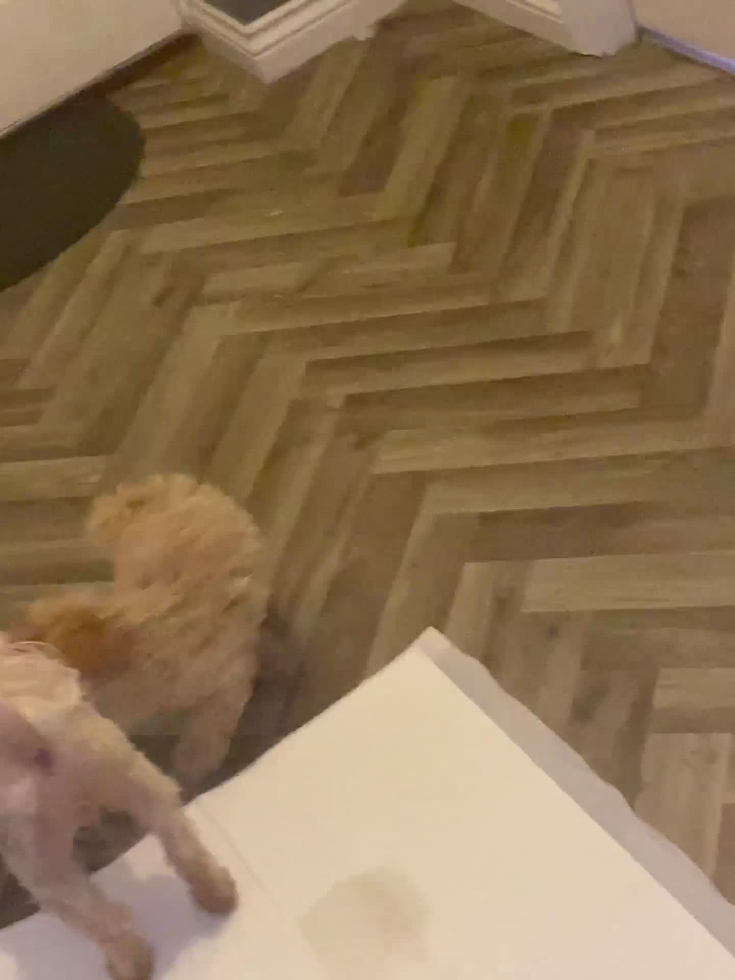 Maltipoo dogs for sale: F1 maltipoo puppies READY NOW Dad Russian poodle - Video 1