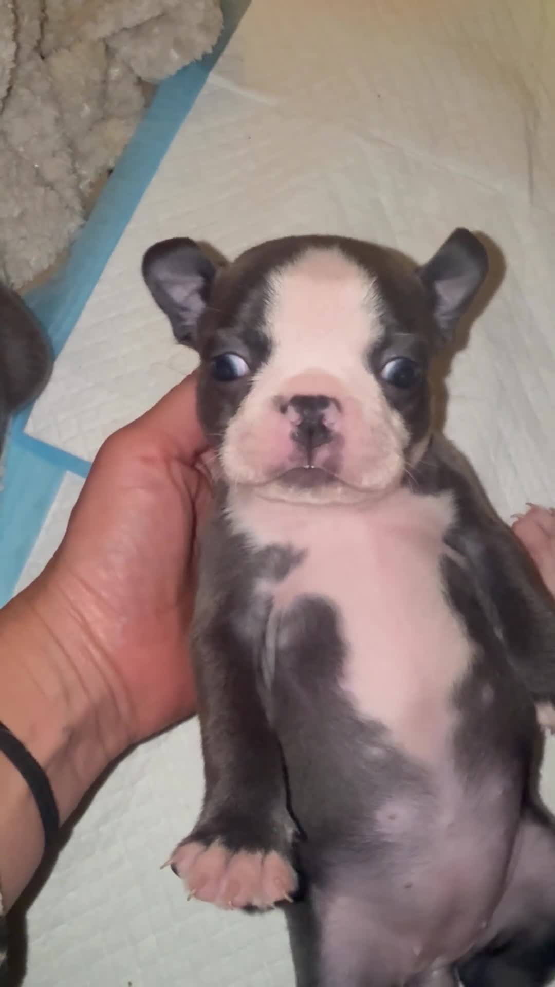 Boston Terrier dogs for sale: Exceptional Blue Boston Terrier Puppies 💙🐾 - Video 2