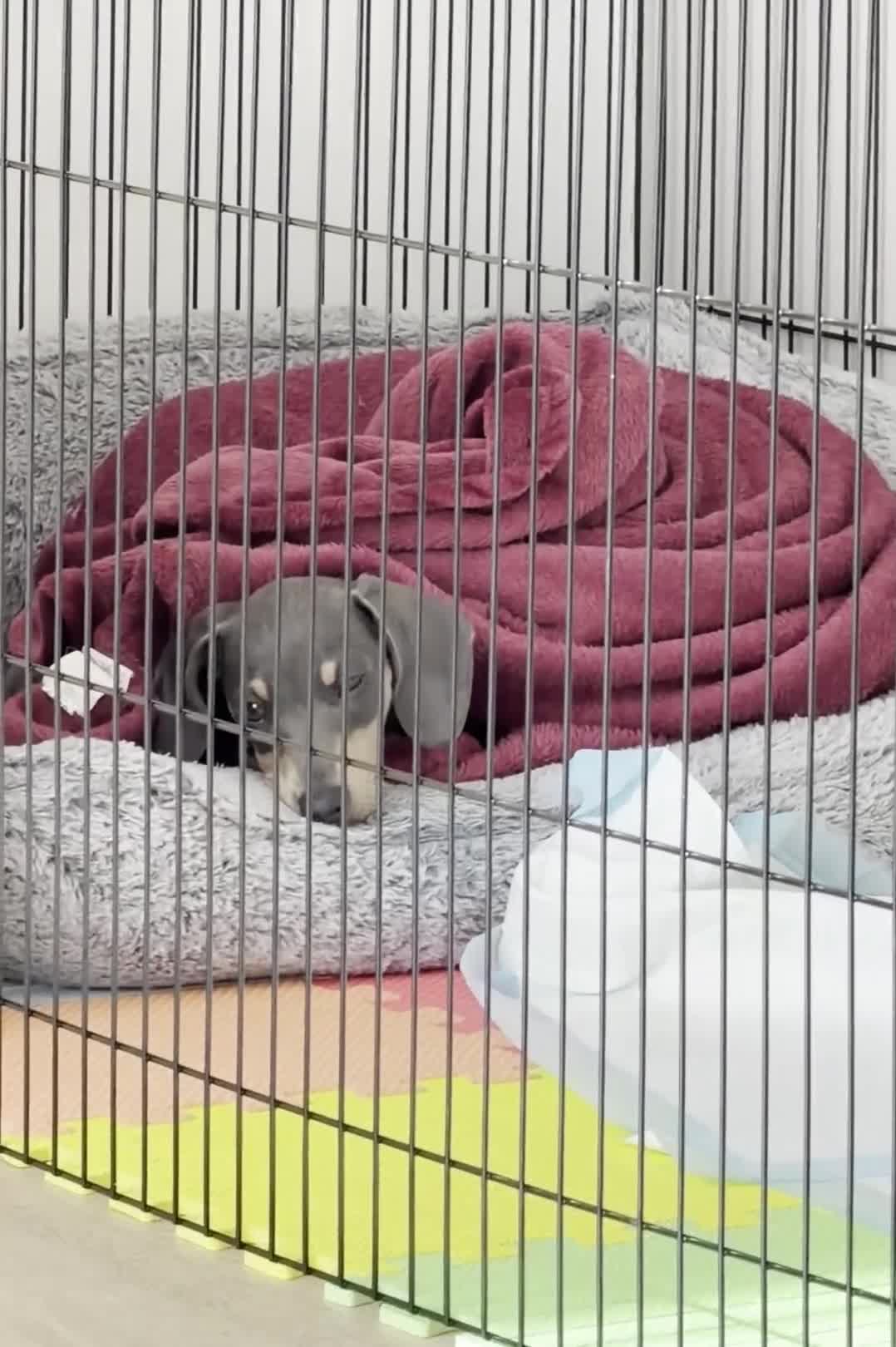 Miniature Dachshund dogs for sale: blue & tan miniature dachshund male puppy - Video 1