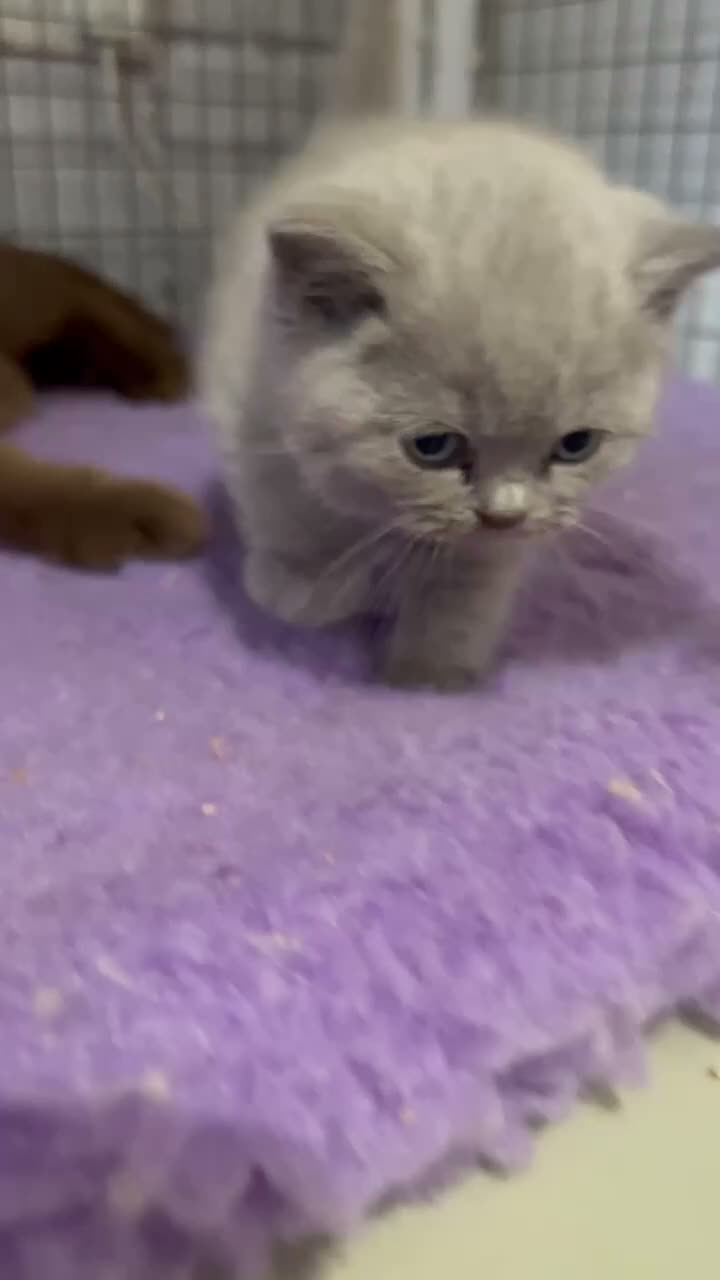 British Shorthair cats for sale: Gccf Championstatus lilac British shorthair kitten - Video 1
