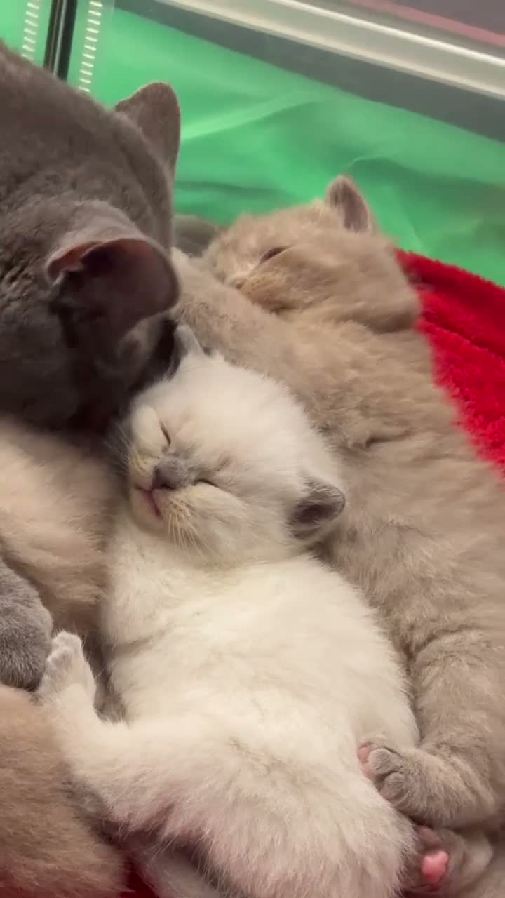 British Shorthair cats for sale: Beautiful Purebred British Shorthair Kittens - Video 1