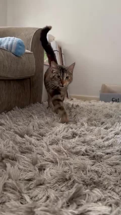 Domestic Shorthair cats for adoption: Adopt from Cats in Crisis East London - Video 1