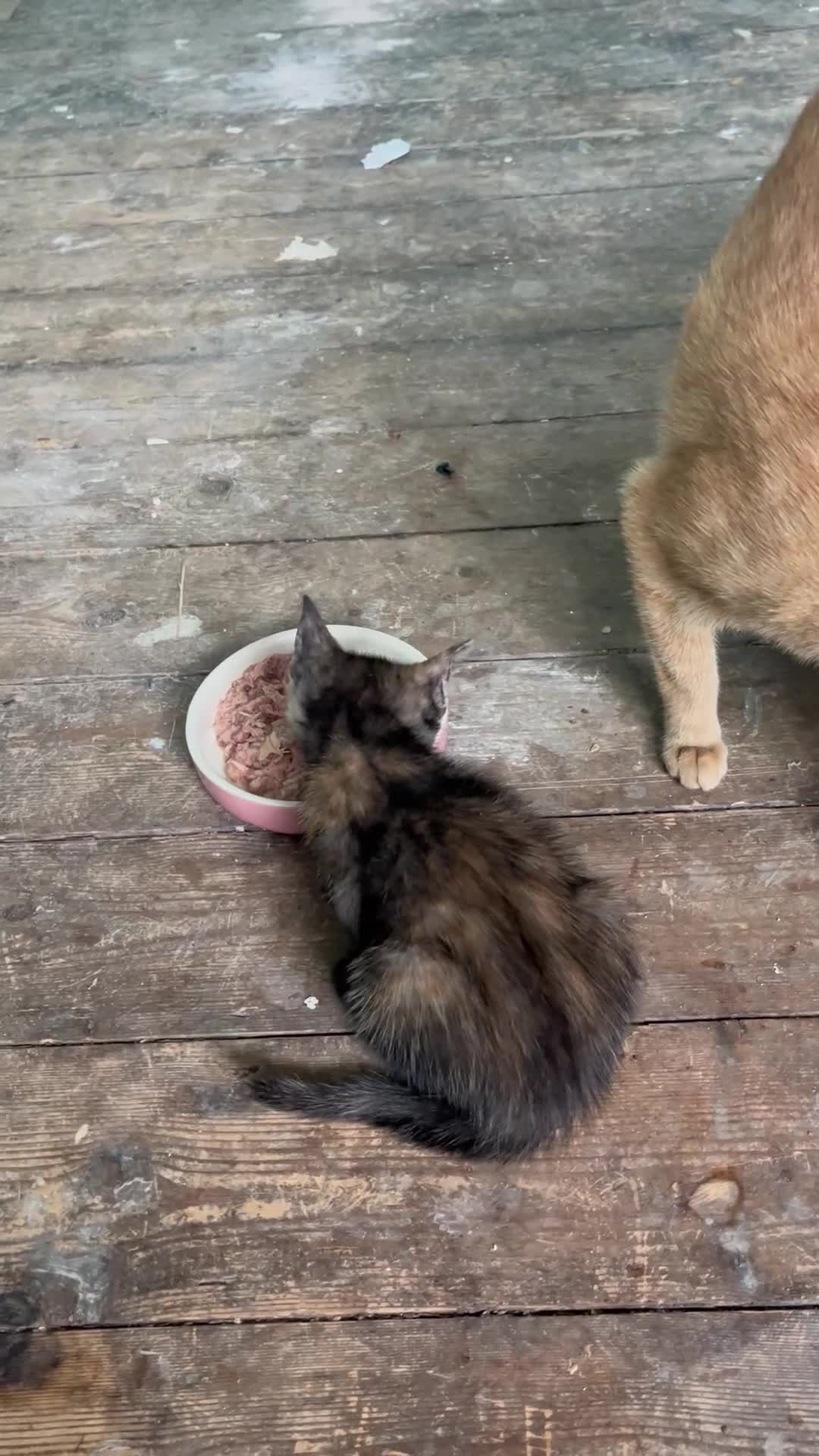 Mixed Breed cats for sale: Last little lady of litter left - Video 1