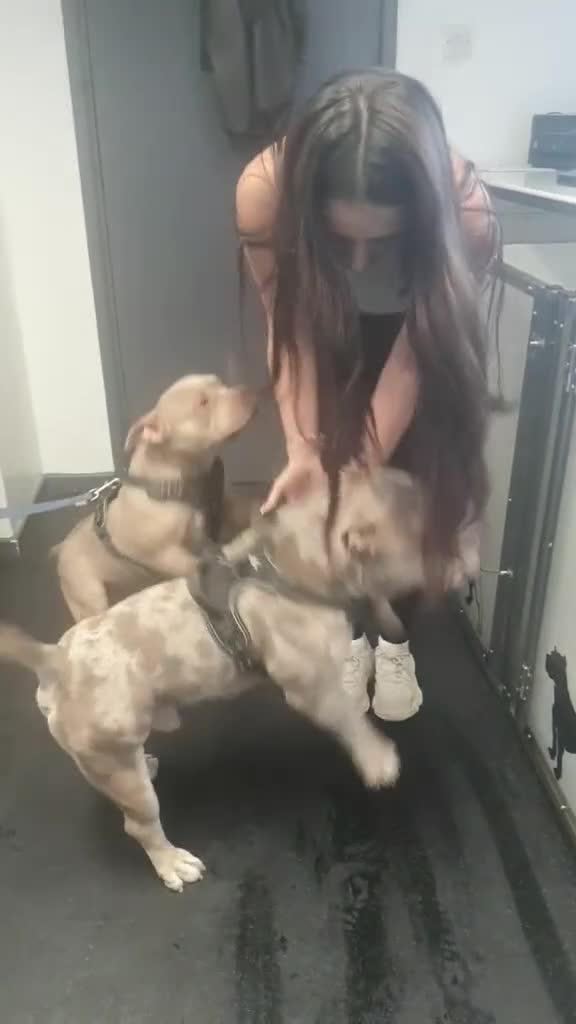 American Bully dogs for sale: 💎Elite Lilac Tri Pocket Bullies AKBC registered💎 - Video 1