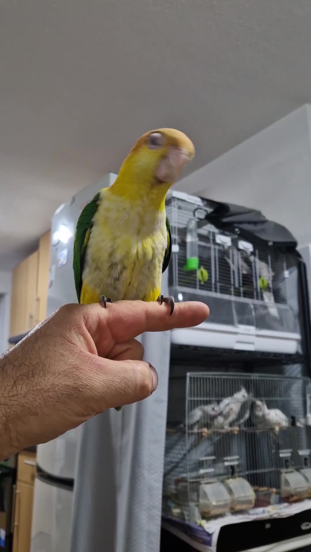 Parrots birds for sale: Hand reared baby caique parrot  - Video 1