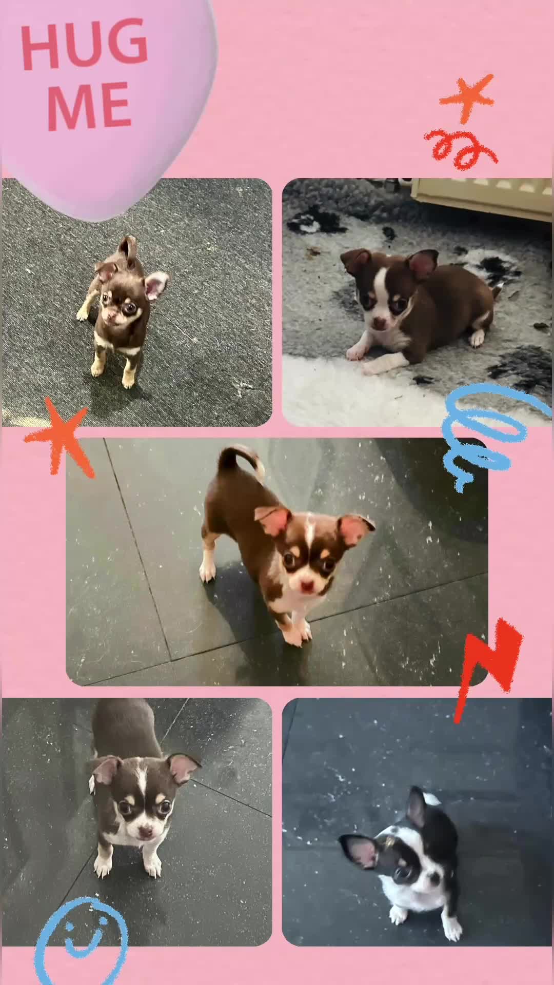 Chihuahua dogs for sale: Tiny chihuahua puppies KC in Coventry - Video 2