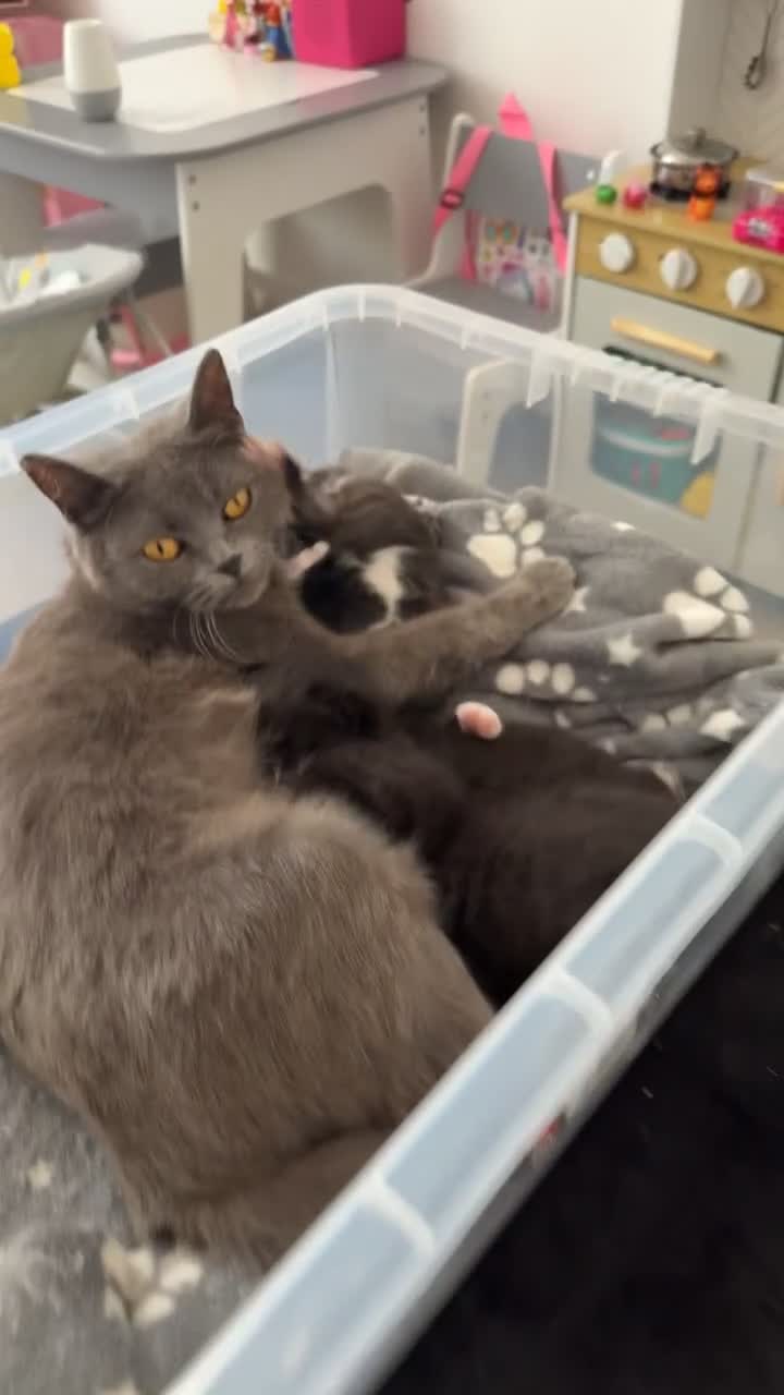 British Shorthair cats for sale: British short hair cross  - Video 1