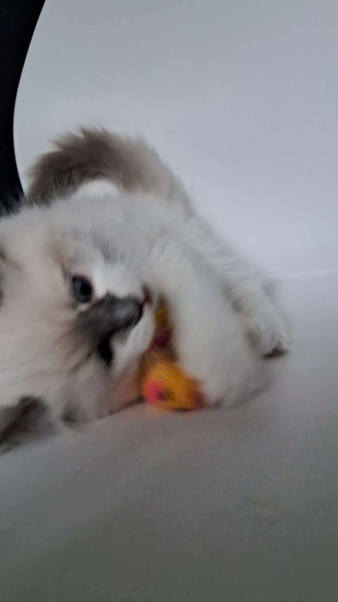 Ragdoll cats for sale: GCCF registered Ragdoll kittens 🐈 - Video 2