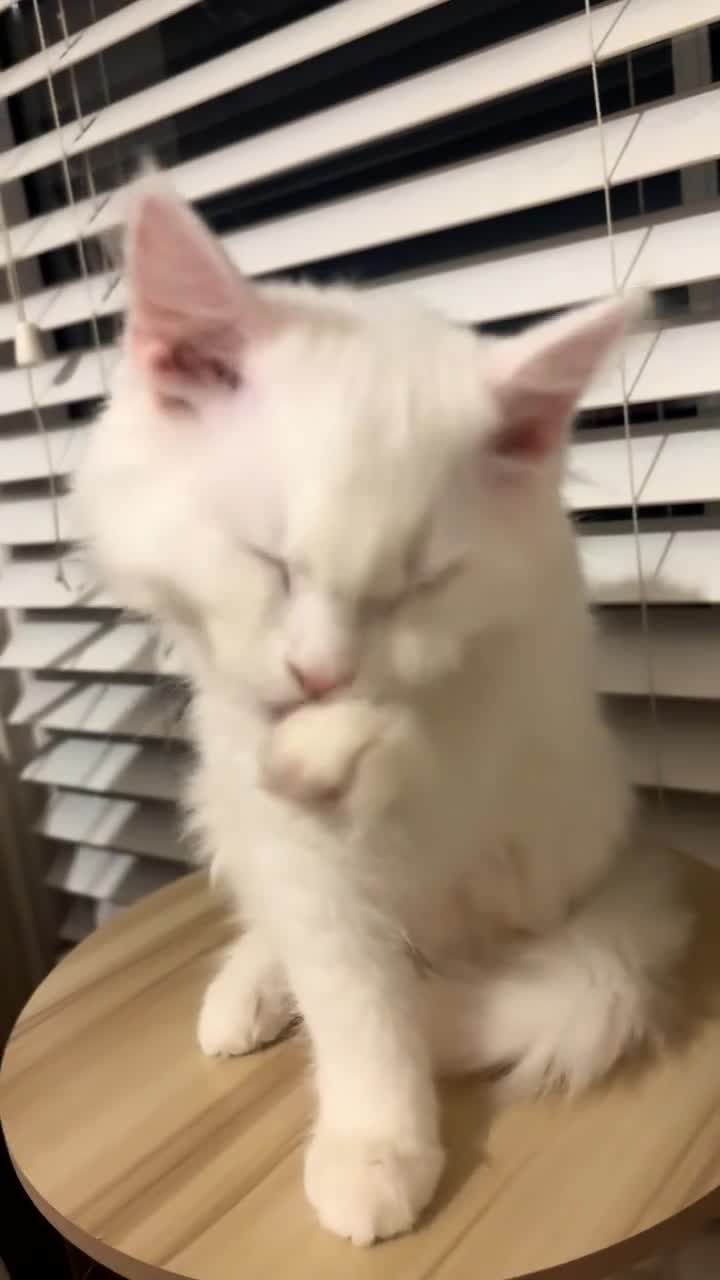 Munchkin cats for sale: Beautiful Girl kitten - Video 1