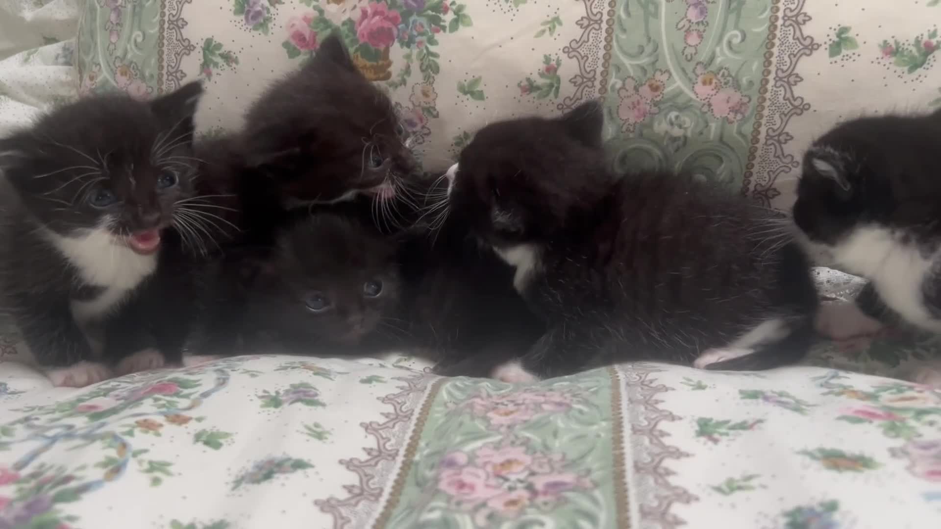 Mixed Breed cats for sale: Ready to leave  - Video 3