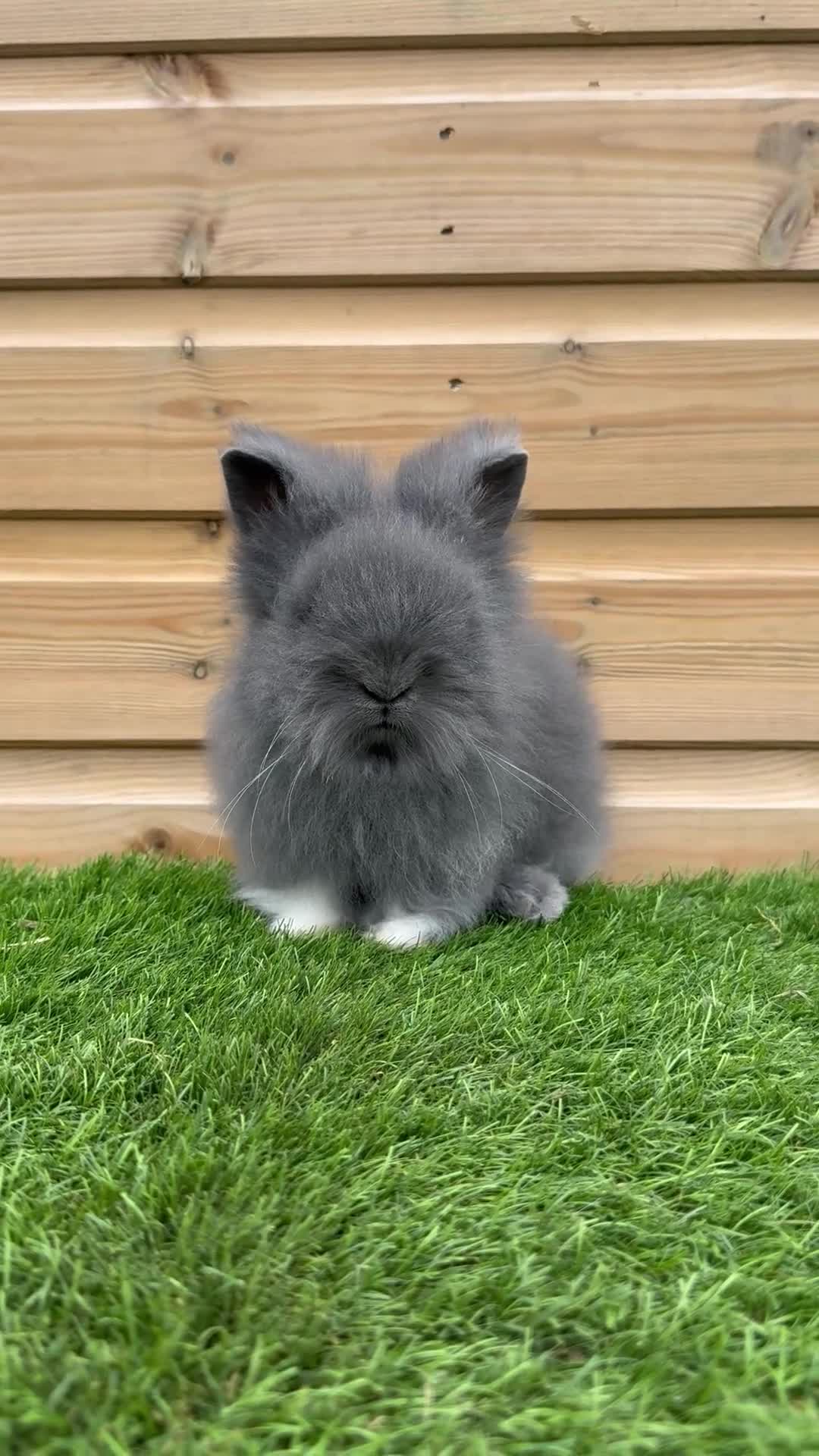 Lionhead rabbits for sale: Beautifully Bred Double Mane Lionhead Bunnies  - Video 2